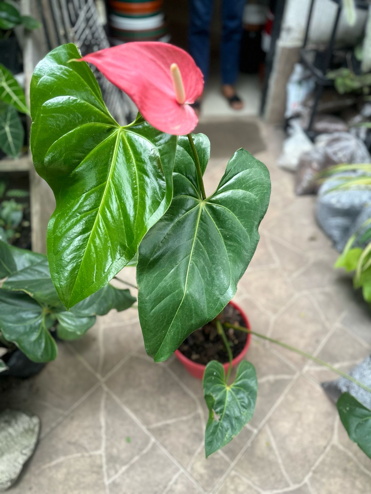 Anturio